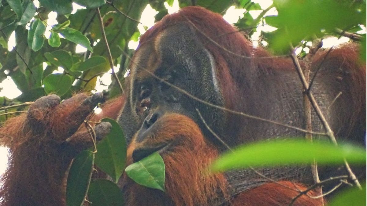 El orangután Rakus. El orangután Rakus.