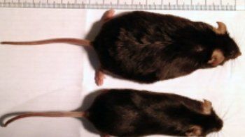 Una vacuna contra el cáncer elimina por completo los tumores en ratones