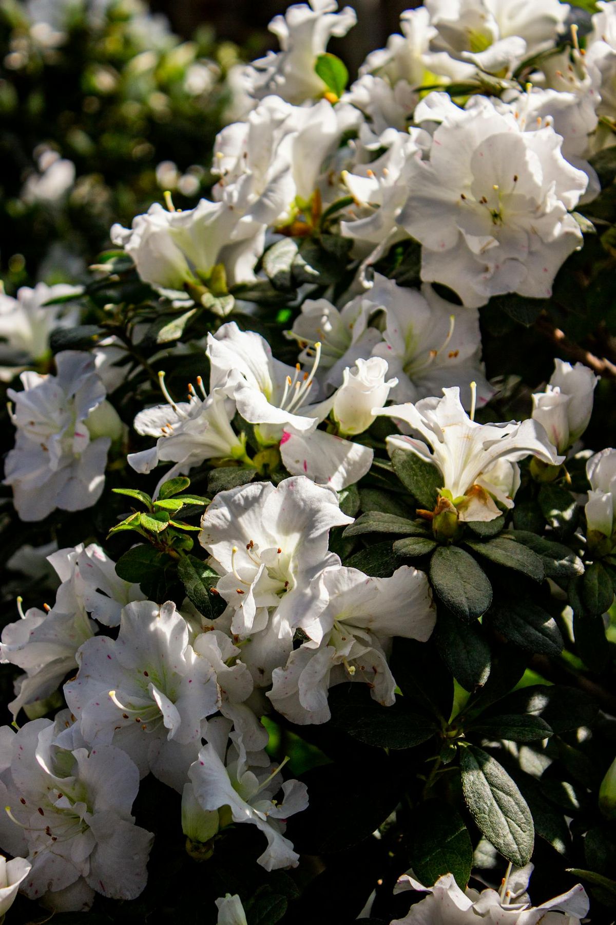 Las azaleas tienen su origen en Asia, especialmente en las regiones montañosas de China y Japón. Imagen: Pexels. Las azaleas tienen su origen en Asia, especialmente en las regiones montañosas de China y Japón. Imagen: Pexels.