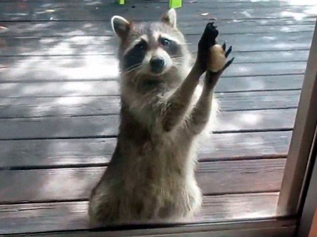 Viral del día: un mapache muy caradura y tierno