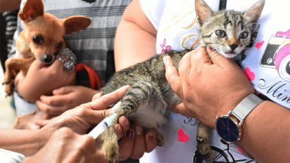 La vacuna estará destinada a animales carnívoros.