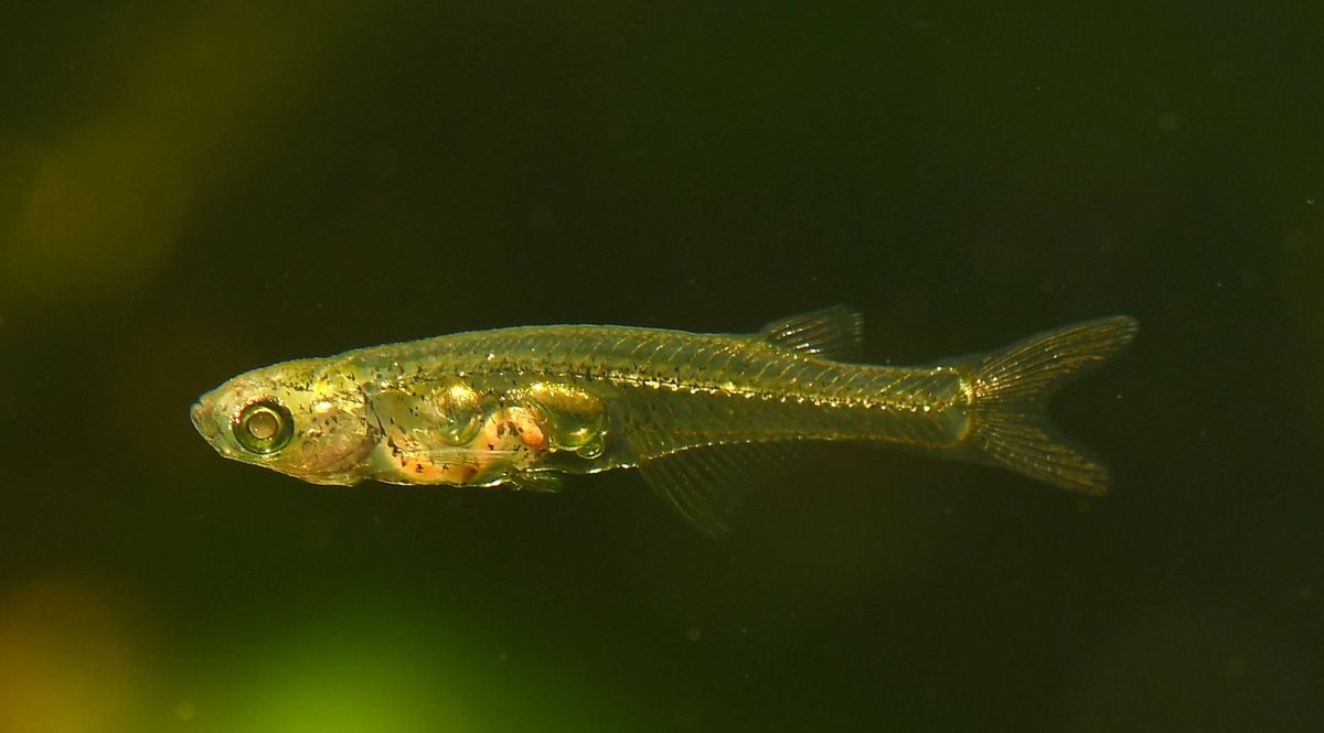 El pez Danionella cerebrum tiene un tamaño diminuto pero genera un sonido tan fuerte como un disparo. El pez Danionella cerebrum tiene un tamaño diminuto pero genera un sonido tan fuerte como un disparo.