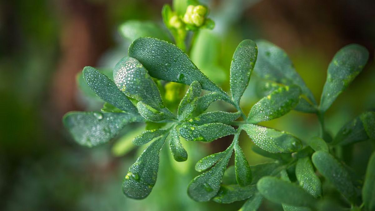 Qué significa saludar a la ruda del jardín cuando volvemos a casa