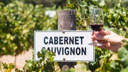 ¿Por qué y cuándo es el Día del Cabernet Sauvignon?