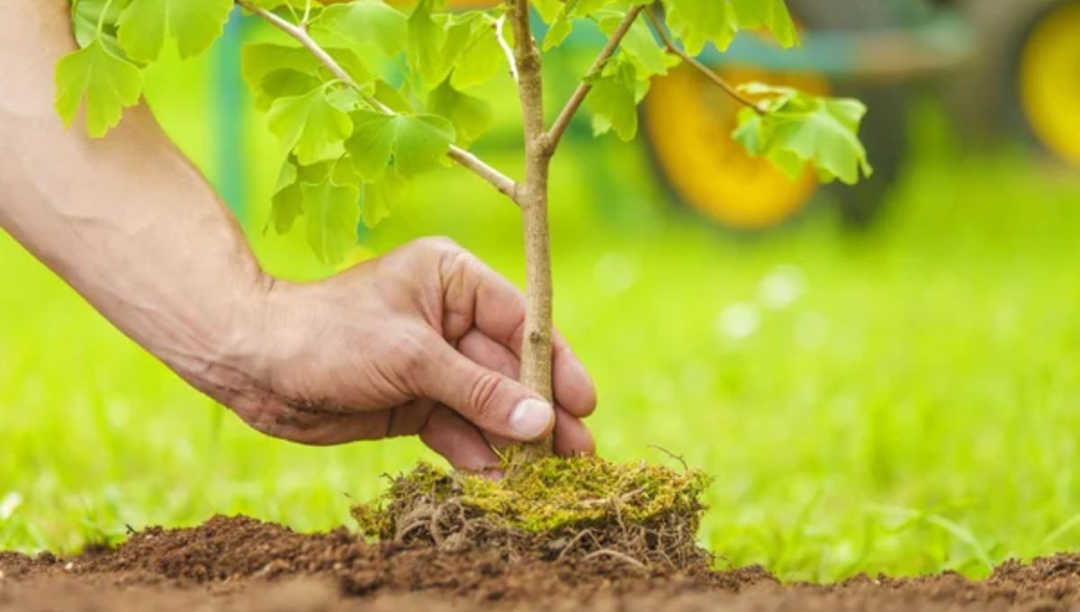 El país de América del Sur que más árboles plantó en un día: rompió el récord del mundo