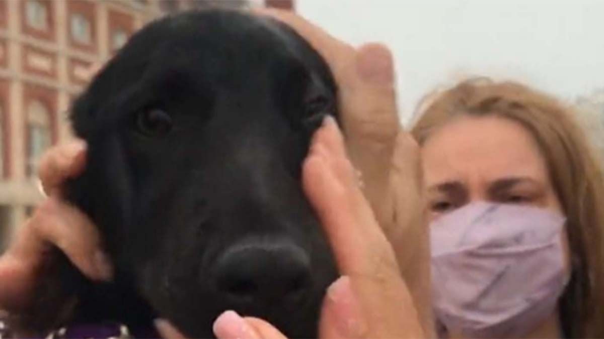 La carita del perro rescatado