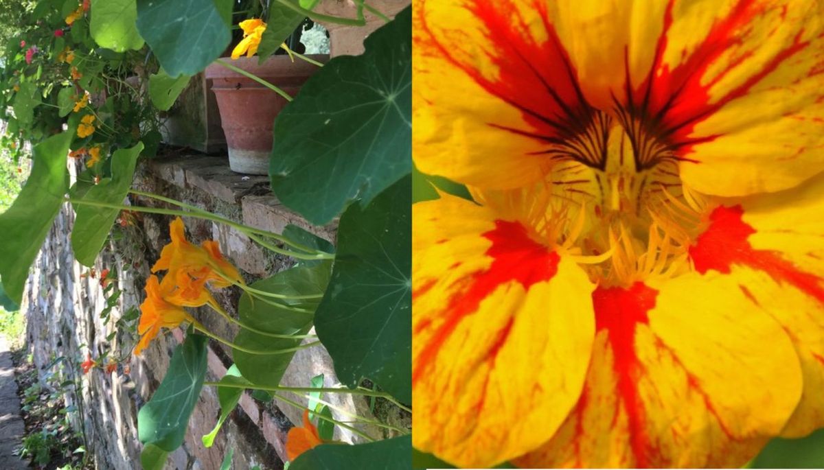 ¿Quieres cultivar una planta con flores coloridas? Prueba con las capuchinas. Imagen: composición Diario Uno. ¿Quieres cultivar una planta con flores coloridas? Prueba con las capuchinas. Imagen: composición Diario Uno.