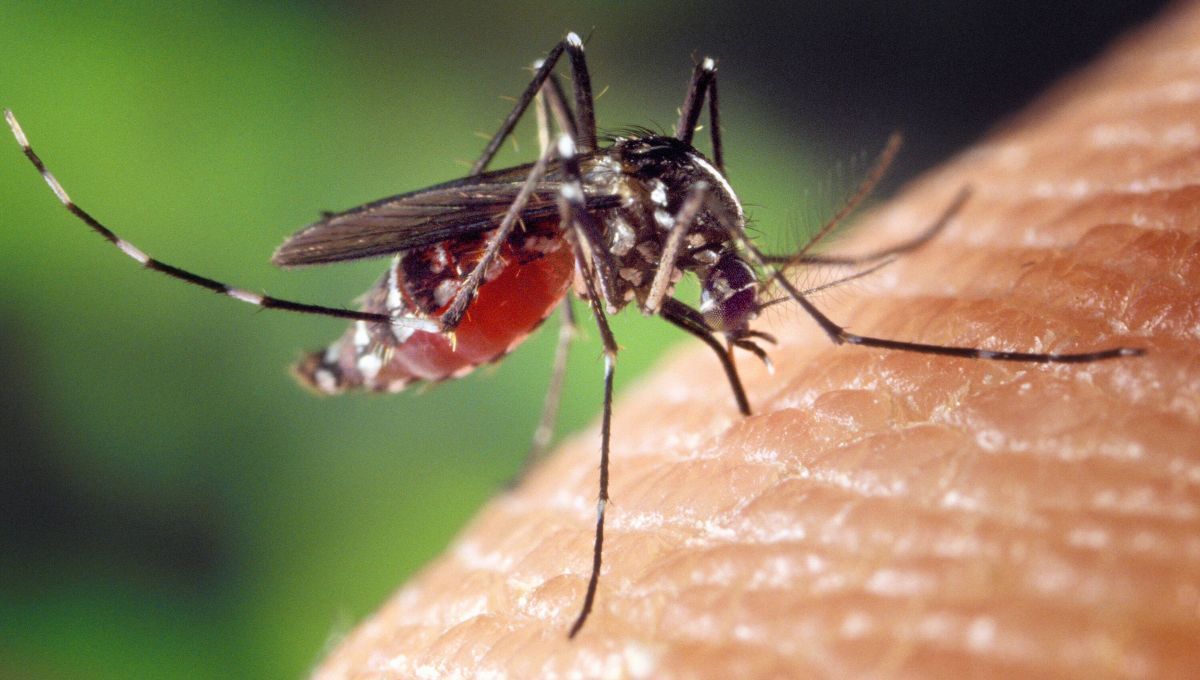 Los mosquitos aparecen cuando llega el calor a partir de la primavera y durante todo el verano. Sin embargo, para que no te molesten puedes aplicar un truco desde ahora y ahuyentarlos. Los mosquitos aparecen cuando llega el calor a partir de la primavera y durante todo el verano. Sin embargo, para que no te molesten puedes aplicar un truco desde ahora y ahuyentarlos.