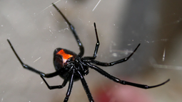 La veía rara, como ida: Una mujer de 49 años murió por una picadura de araña. La veía rara, como ida: Una mujer de 49 años murió por una picadura de araña.