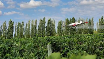 Lobesia Botrana: la campaña redujo la plaga 70% y para Cornejo fue la más grande del mundo Lobesia Botrana: la campaña redujo la plaga 70% y para Cornejo fue la más grande del mundo