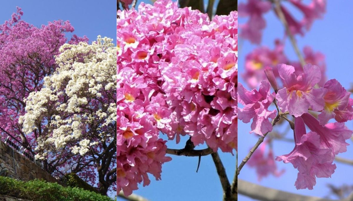 El árbol que florece en invierno cuando el jardín está dormido