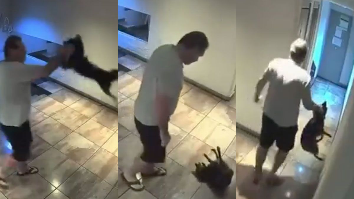 Máxima crueldad con su propio perro: se cansó de su mascota y la golpeó con total brutalidad