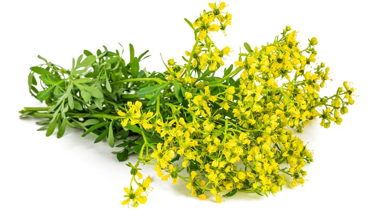 Qué significa poner una ramita de RUDA en la mesa de Año Nuevo