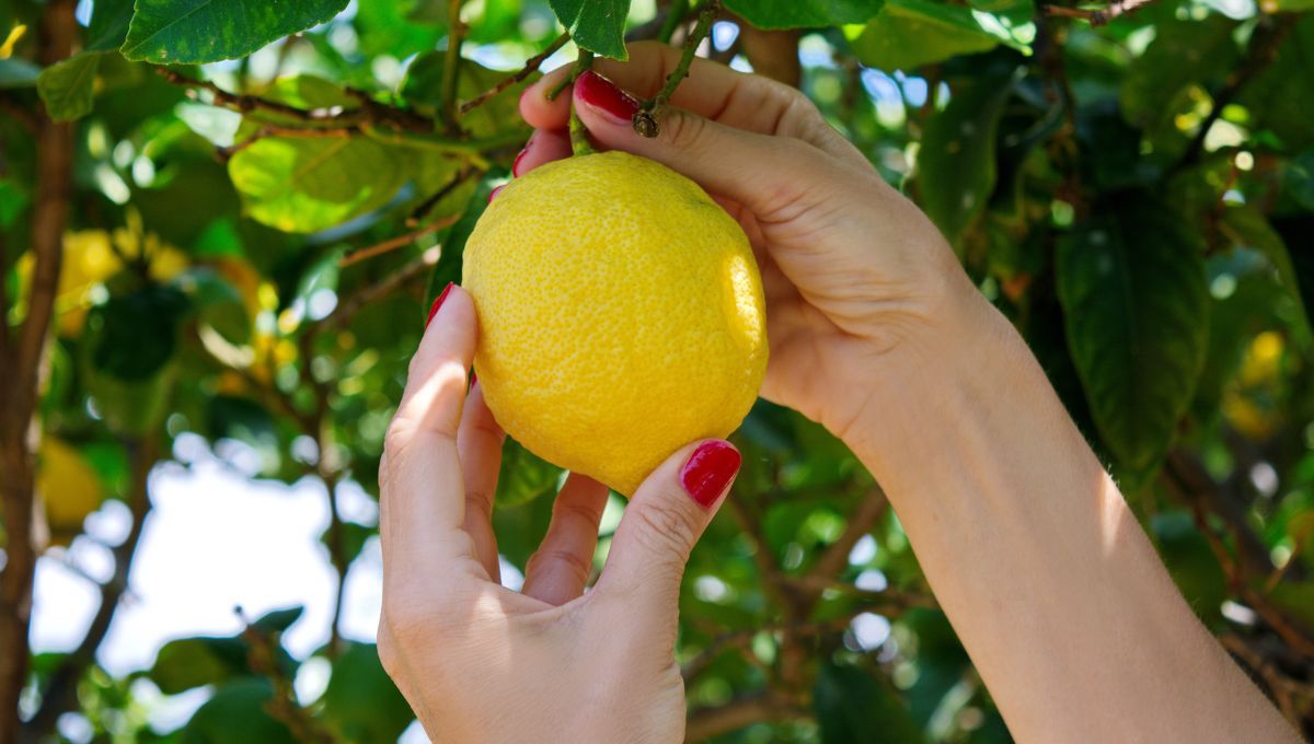 El abono que es mágico para el árbol de limonero y se hace con la cáscara de una verdura