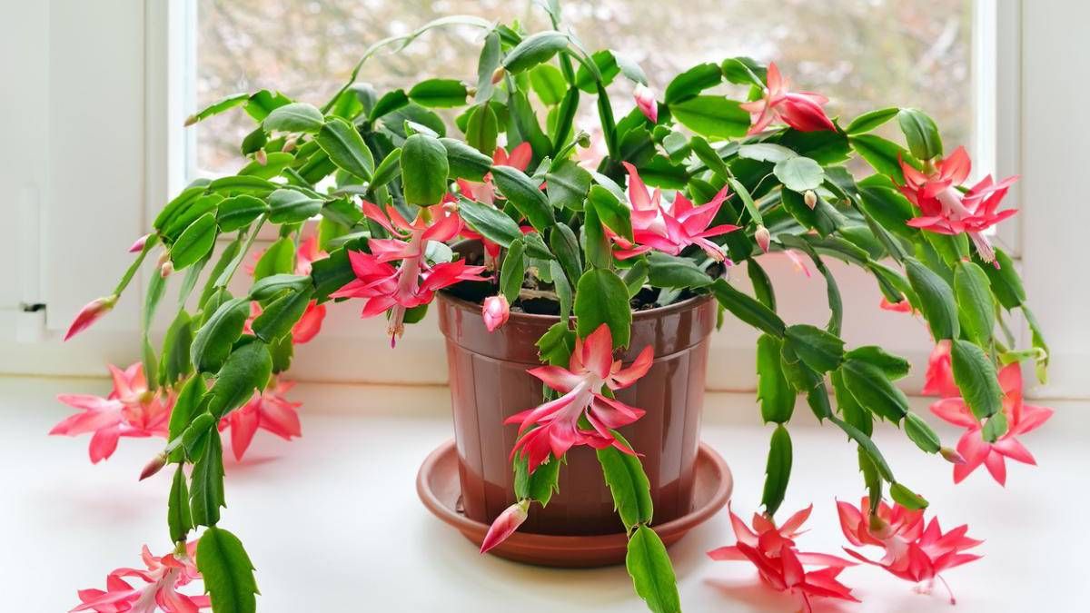 5 hermosas suculentas que te darán flores durante todo el año