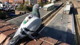 las palomas mensajeras tambien pueden ser meteorologas