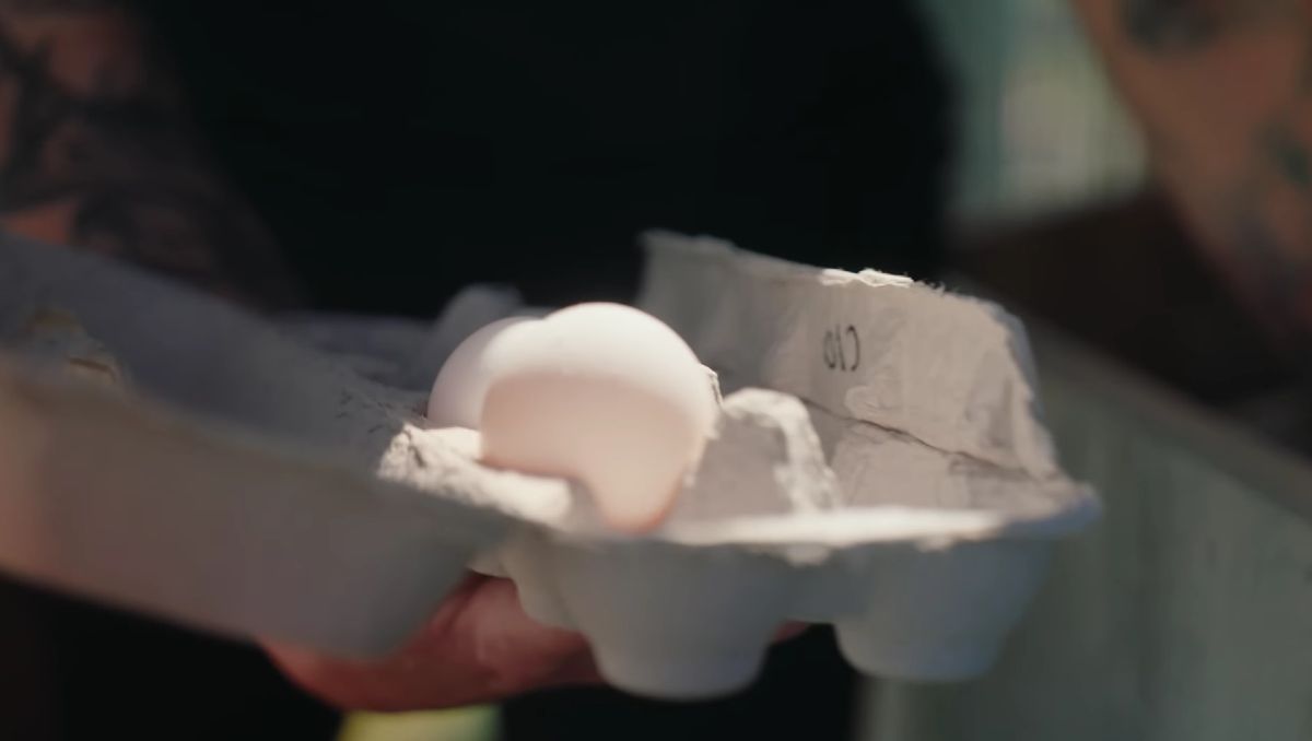 Los huevos artificiales podrían ser una herramienta útil para conseguir la de-extinción de diferentes especies. Los huevos artificiales podrían ser una herramienta útil para conseguir la de-extinción de diferentes especies.