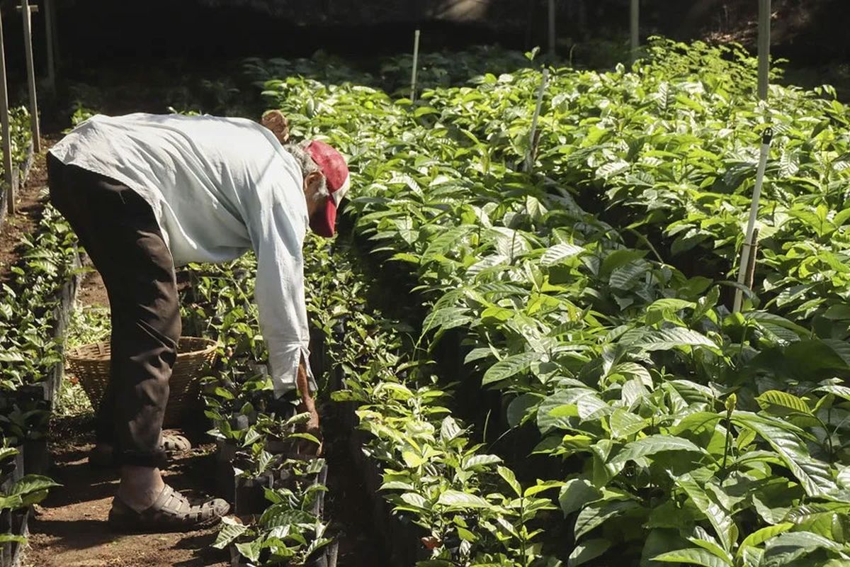 Brasil lidera la producción mundial con más de 2,3 millones de toneladas de café exportadas cada año. Brasil lidera la producción mundial con más de 2,3 millones de toneladas de café exportadas cada año.