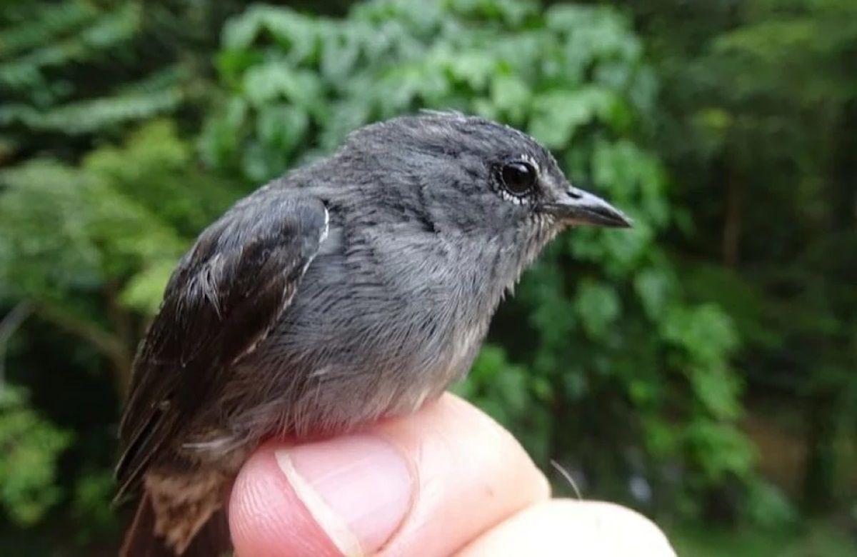 El pájaro carpintero de anteojos fue fotografiado por un estudiante galés en una isla de Asia.