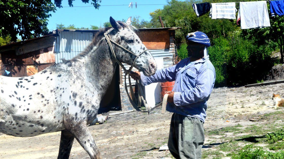 Un hombre que cuida caballos con pasión, amor y dedicación