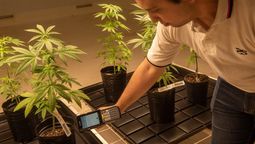 El laboratorio de Fiscalización de Cannabis, está ubicado en la Bioplanta Santa Rosa.