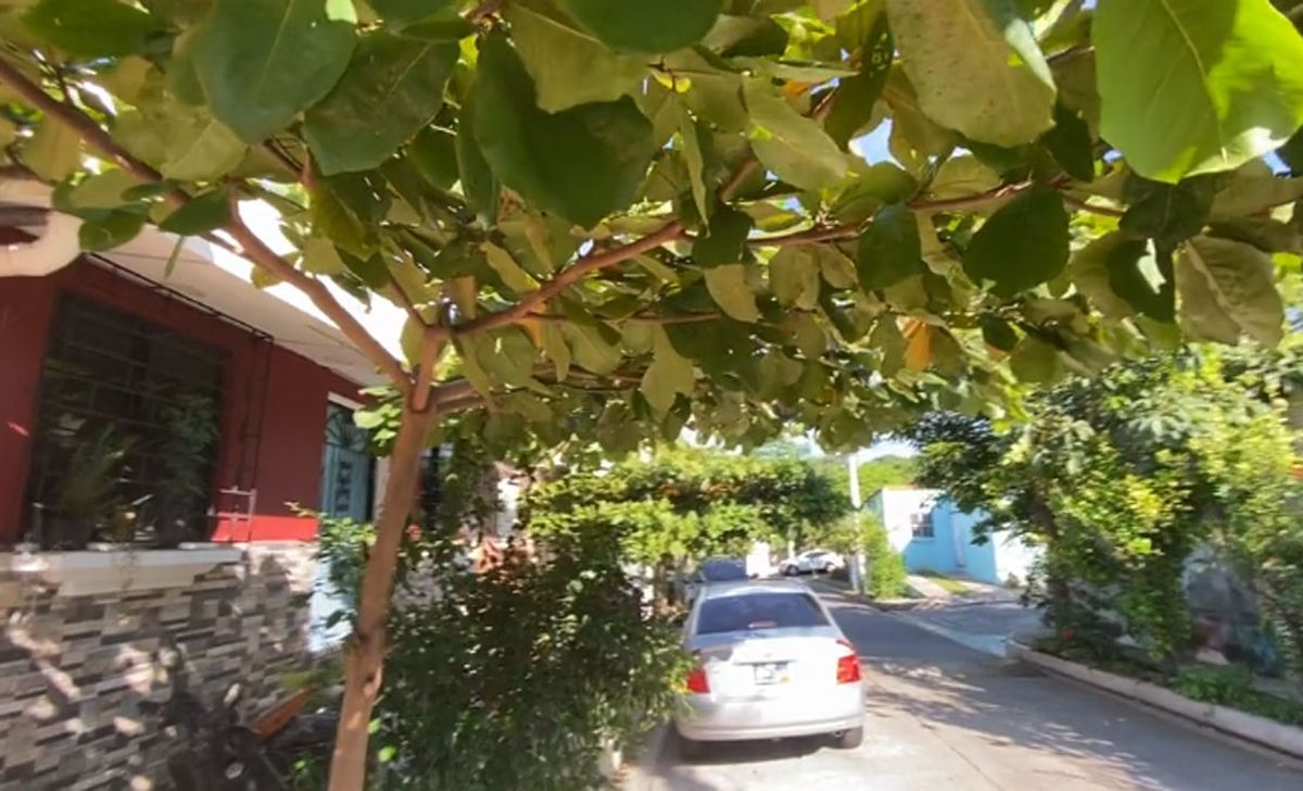 El almendro es un árbol que se destaca por su gran sombra que da. El almendro es un árbol que se destaca por su gran sombra que da.