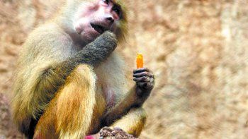 Estos animalitos se toman su tiempo a la hora de comer
