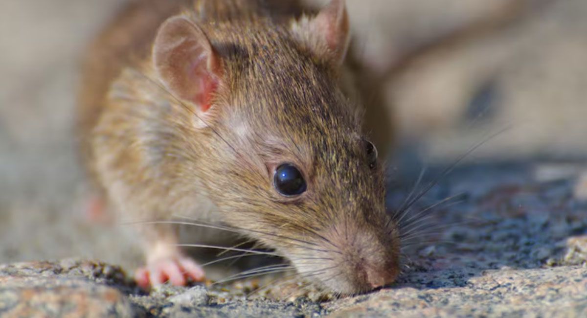 Leptospirosis: hay alerta sanitaria por el aumento de casos de la enfermedad en el país