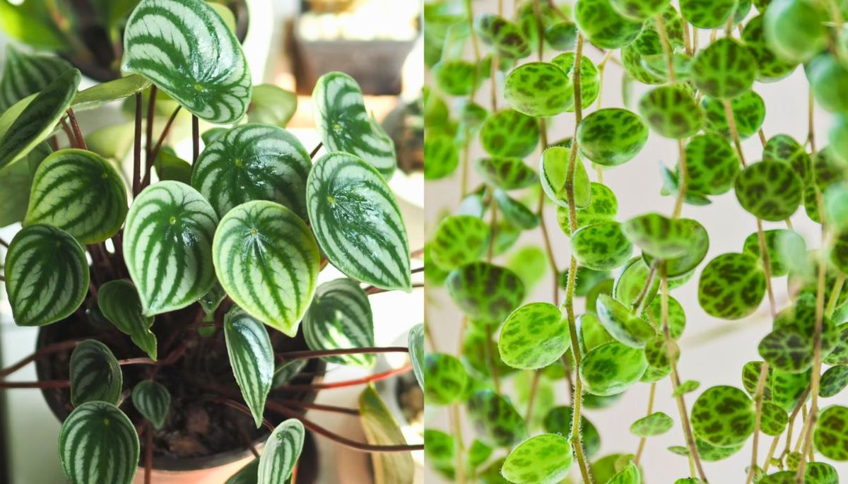 Otras variedades de peperomia. Imagen: Pixabay. Otras variedades de peperomia. Imagen: Pixabay.