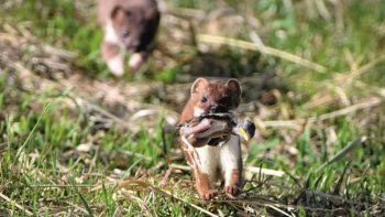 Un 16% de las especies del planeta son potencialmente exóticas