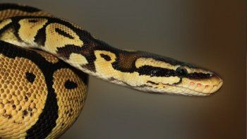 Hallaron una serpiente con dos cabezas y dos corazones