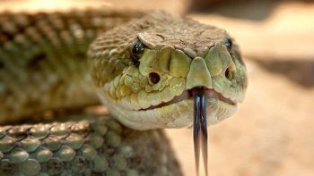 Un valiente perro fue mordido por una serpiente al proteger a su dueña
