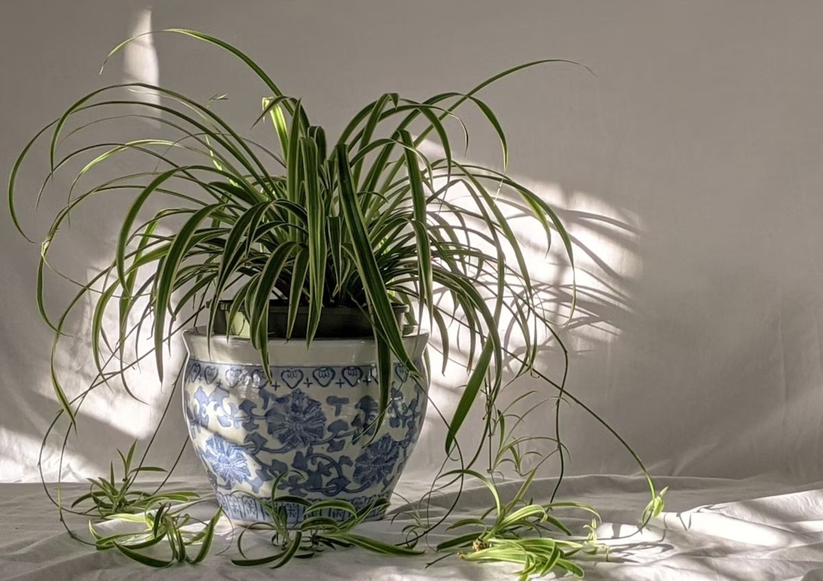 Plantas más sanas y bellas 