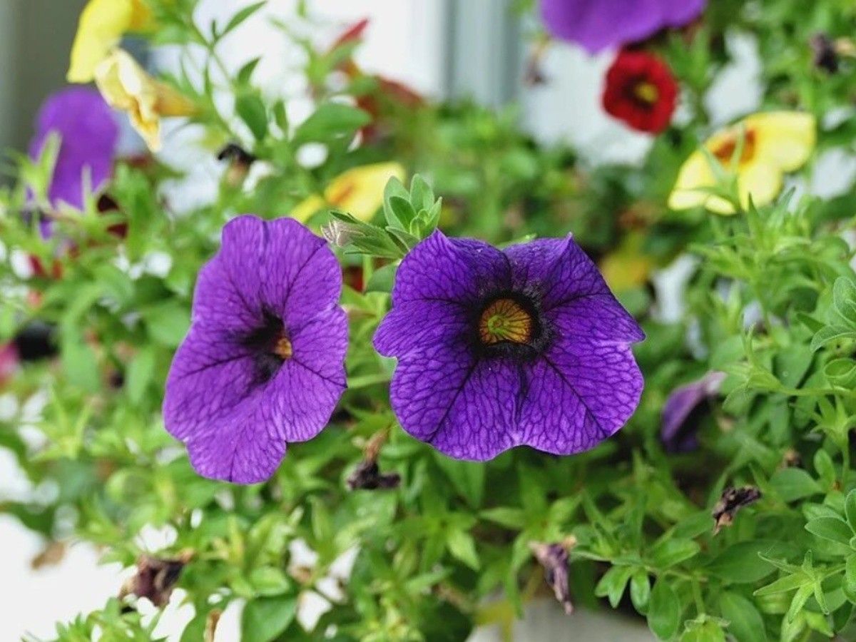 Las flores de esta planta pueden ser de color amarillo, rojo, blanco, violeta, naranja, azul o fucsia. Las flores de esta planta pueden ser de color amarillo, rojo, blanco, violeta, naranja, azul o fucsia.
