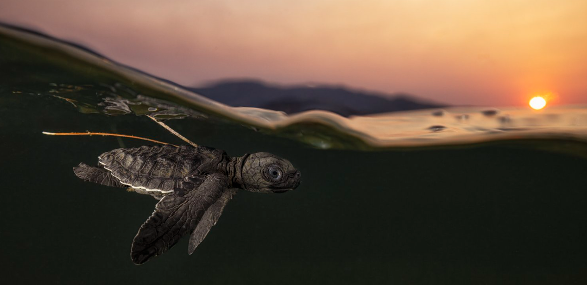 La fotografía y la naturaleza unidas.