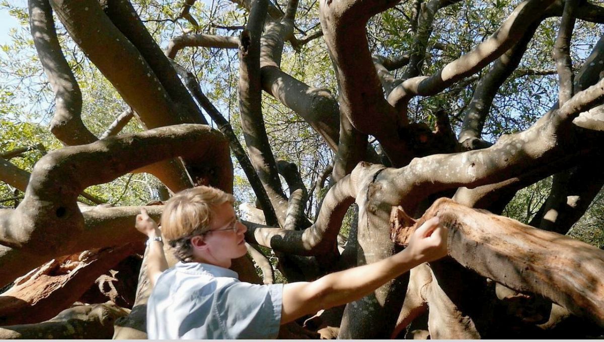 Plantó cientos de árboles para delimitar una frontera: tiene más de 300 años y es un símbolo de colonización