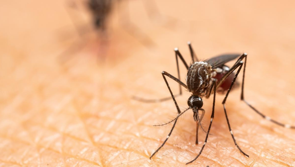 Las propiedades repelentes de este tipo de plantas radican en su aroma Las propiedades repelentes de este tipo de plantas radican en su aroma