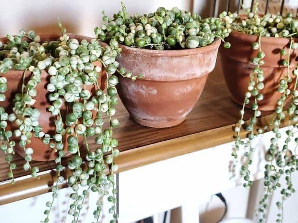 7 plantas ideales para espacios pequeños y muy fáciles de cuidar. 7 plantas ideales para espacios pequeños y muy fáciles de cuidar.