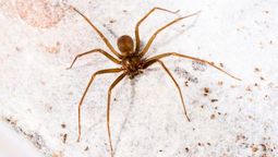 La araña de rincón puede ser ahuyentada a través de una fruta.  La araña de rincón puede ser ahuyentada a través de una fruta.