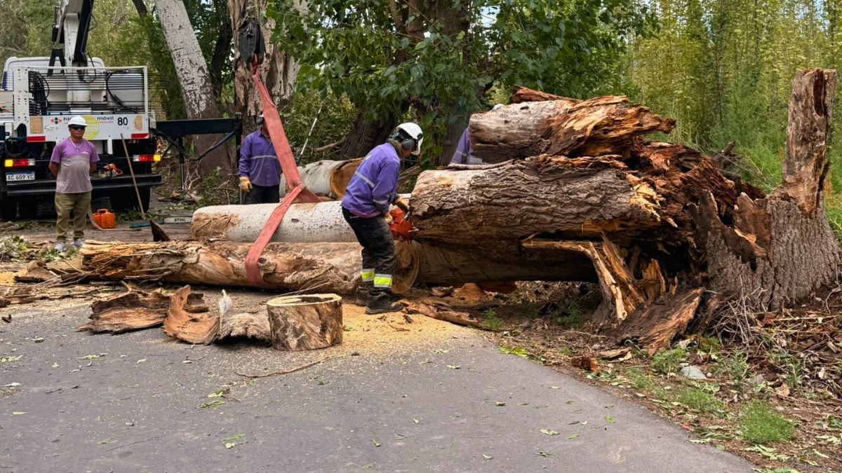 Marcelino Iglesias aseguró que los municipios deberán hacer un informe de cada árbol erradicado. Imagen ilustrativa. Marcelino Iglesias aseguró que los municipios deberán hacer un informe de cada árbol erradicado. Imagen ilustrativa.