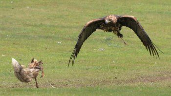 El feroz duelo entre un zorro y un águila calva por una presa