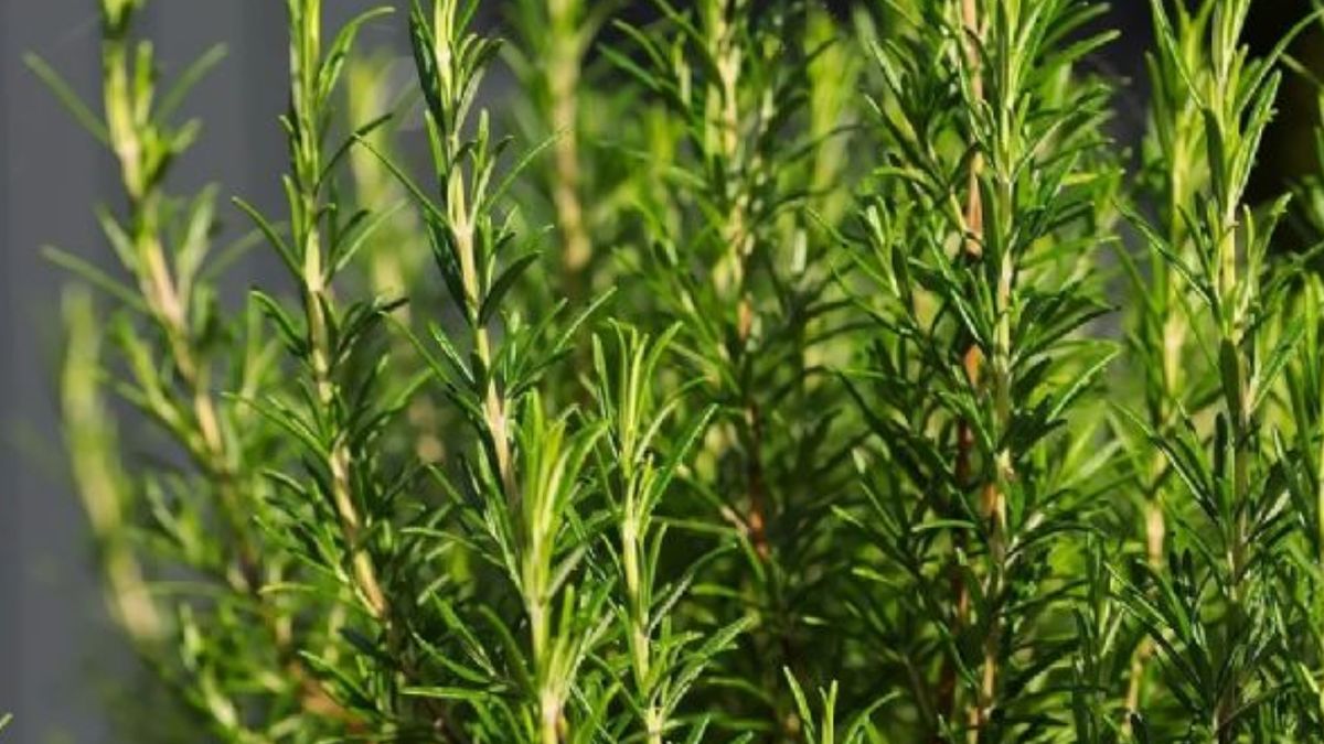 El romero es una de las mejores plantas para tener en jardines que reciben mucho sol.