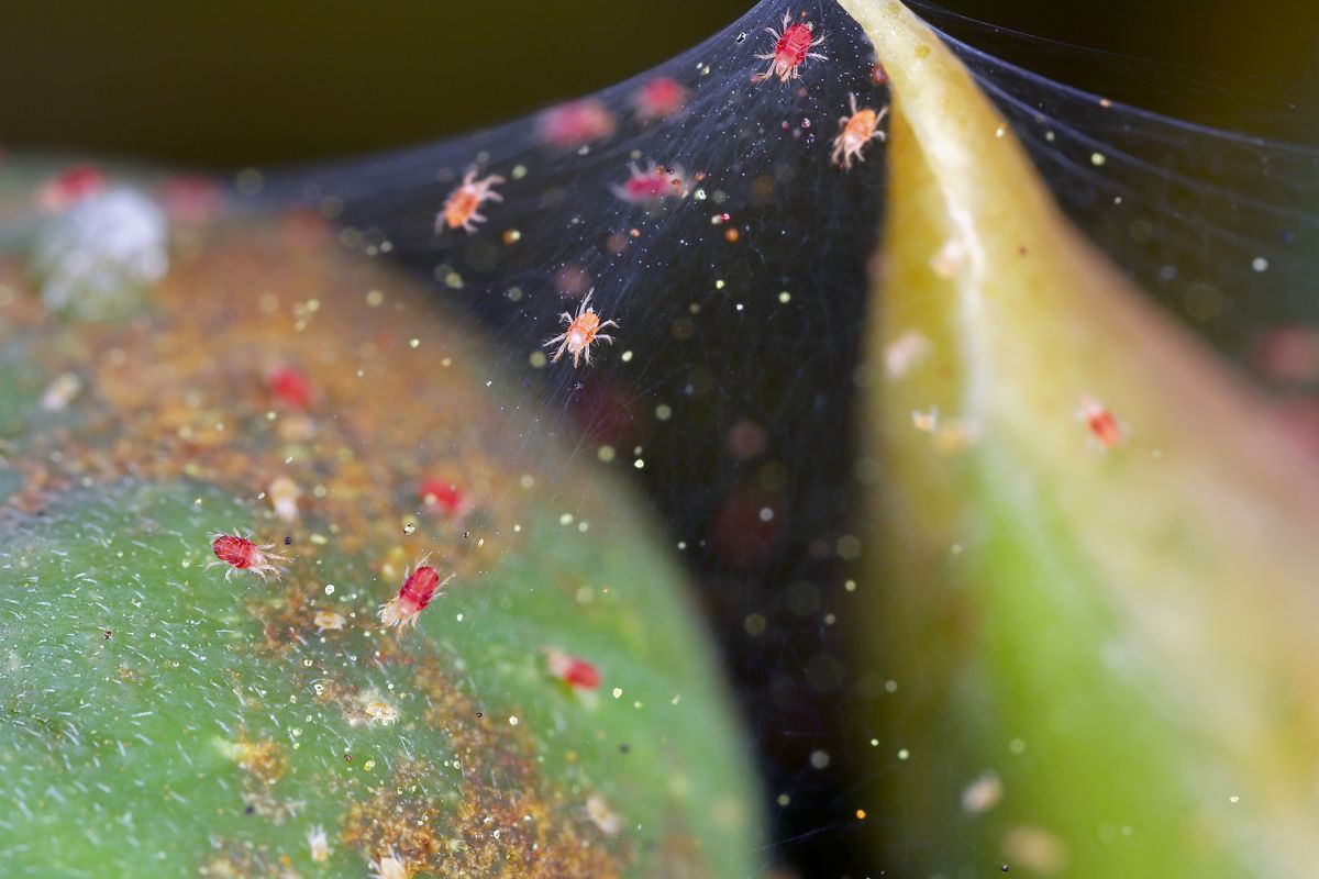Esta plaga atenta contra el bienestar de tus plantas.