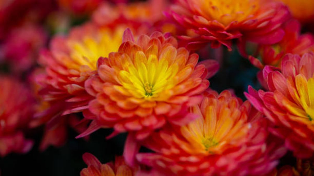 Esta planta milenaria es nativa de China. Esta planta milenaria es nativa de China.