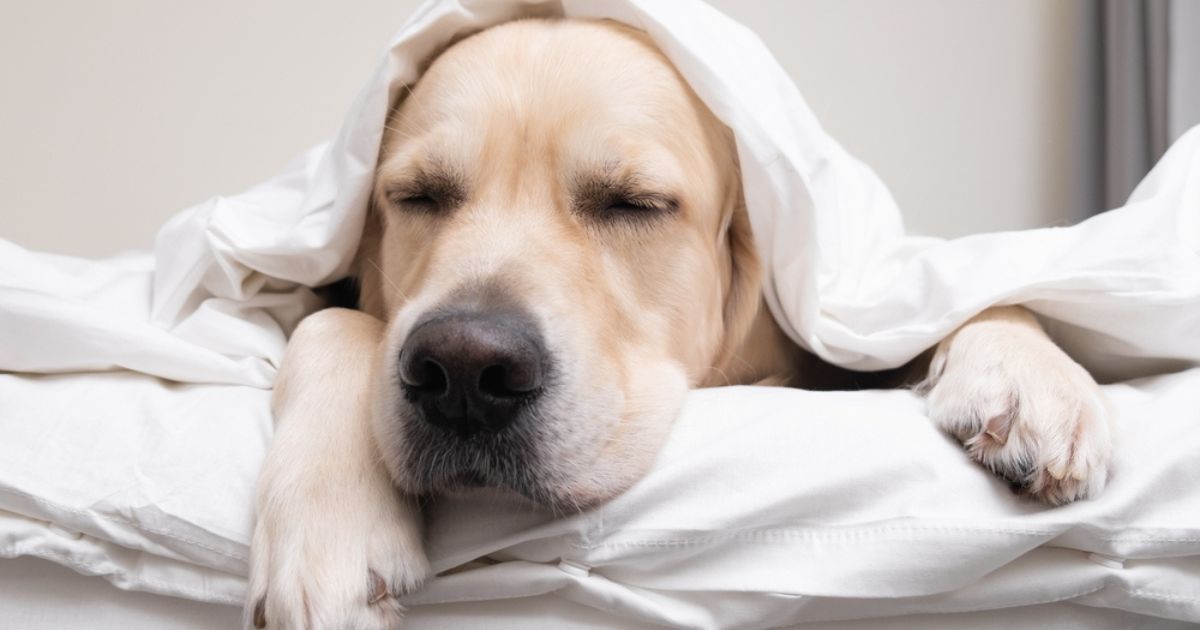 Si tu perro hace caca con sangre, es mejor que lo lleves a un veterinario. Si tu perro hace caca con sangre, es mejor que lo lleves a un veterinario. 