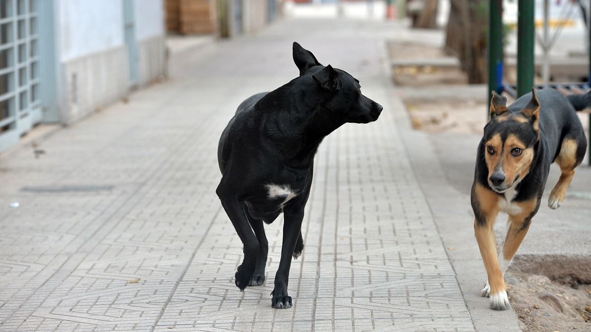 Los perros de la presunta descuartizadora de Guaymallén habían quedado solos y en la calle tras la detención de la mujer. Los perros de la presunta descuartizadora de Guaymallén habían quedado solos y en la calle tras la detención de la mujer.