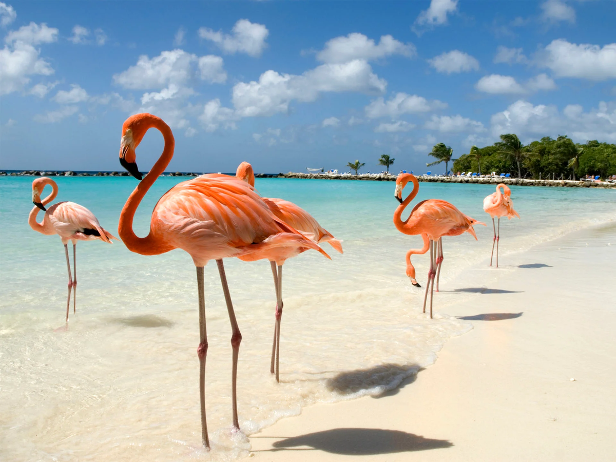 Visita Aruba
