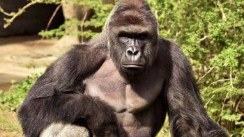 El gorila abatido en un zoo de Ohio volvió en forma de meme