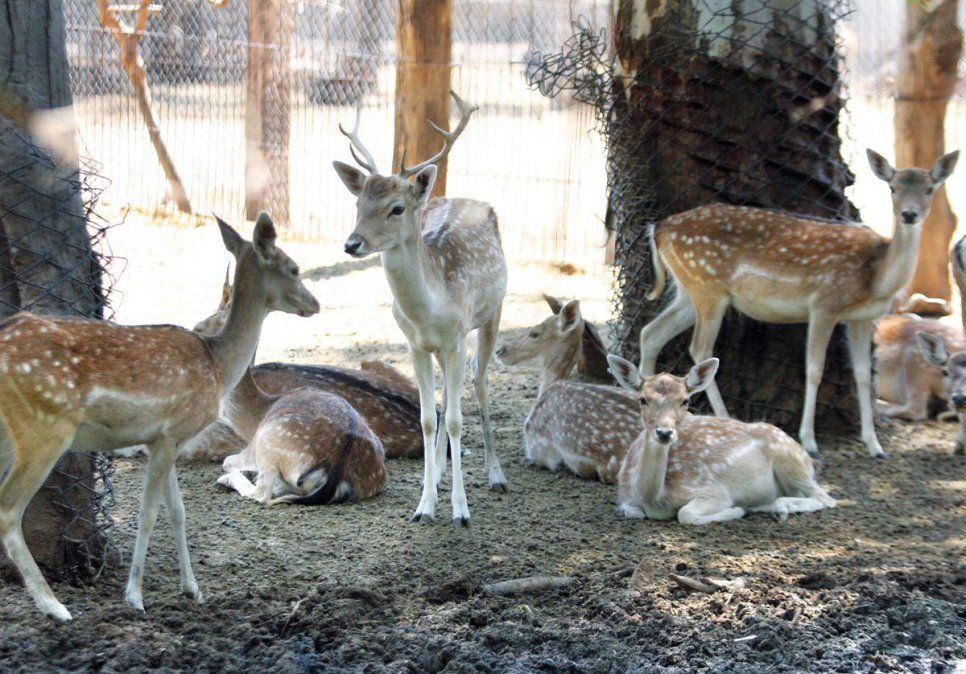 Trabajadores del Zoo piden la intervención de la Fiscalía de Estado y denuncian persecución
