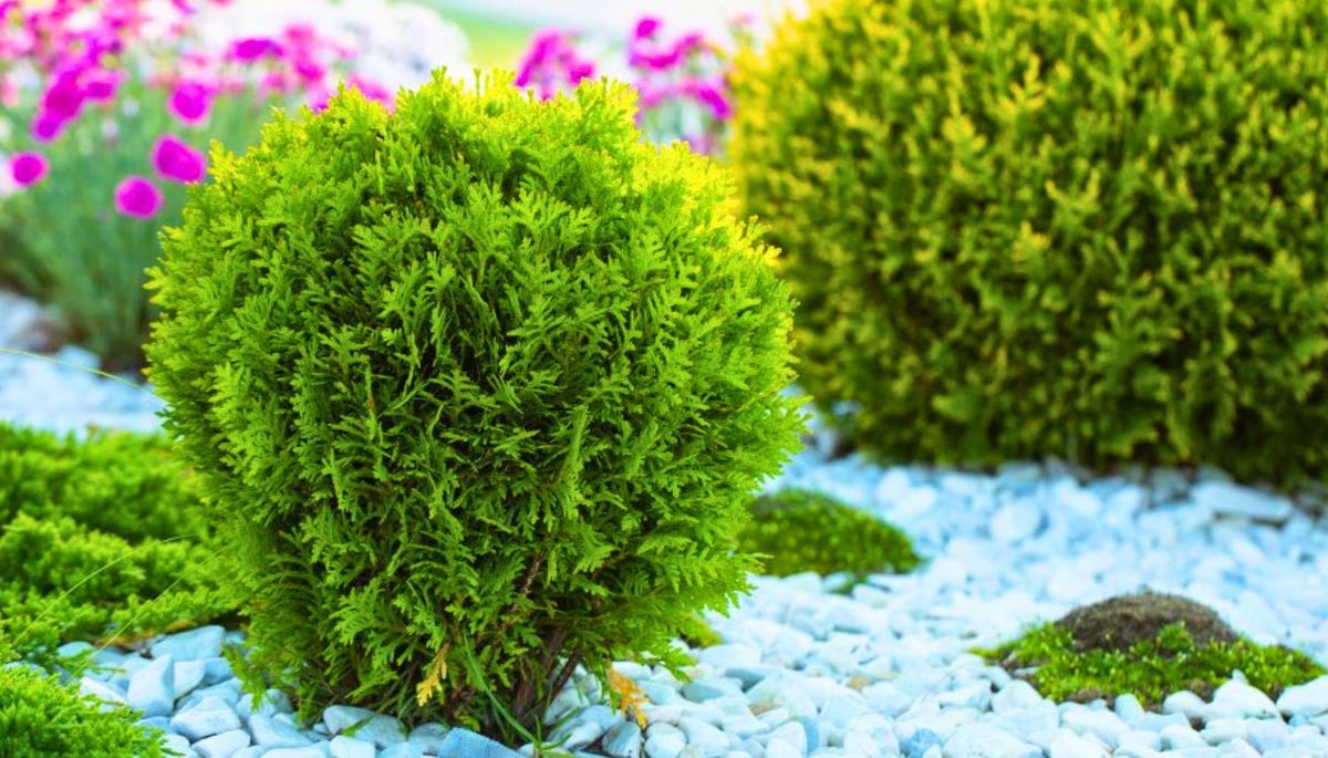 El árbol megaresistente que es apto para cultivar en maceta